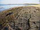 Beachrock exposure along the northern side of the sand cay at low tide. The mangrove swamp that covers the eastern side of the reef flat is visible in the distance.